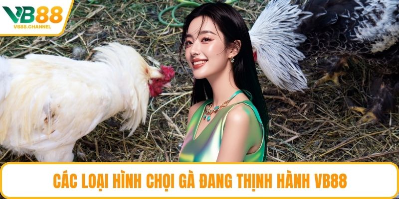 Các loại hình chọi gà đang thịnh hành VB88